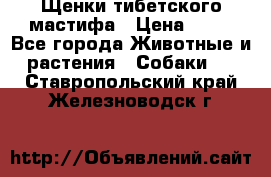 Щенки тибетского мастифа › Цена ­ 80 - Все города Животные и растения » Собаки   . Ставропольский край,Железноводск г.